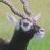 Pixelated static image of a dark-colored animal head with prominent antlers against a blurred greenish background, likely a deer or elk mascot icon.