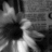 Black-and-white image of a flower with blurred petals and two small heart-shaped patterns on a dark background.