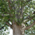 A pixelated static image of a tree with dense green foliage and a brown trunk, set against a light background.