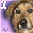 Animated contact sheet of a dog's face with bone icons and text variations on purple background.