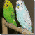 Two budgerigars perched on a wooden branch against dark background, green and white plumage visible.