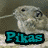 Four distinct hamster images with text labels, each in a separate quadrant of the frame.