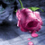 A static pixelated image of a pink flower with green stem and leaves against a dark blue background.
