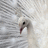 Pixelated image of a white peacock with fanned tail feathers alongside pixelated text about beauty and albinos.