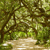 Pixelated image of a forest path with green foliage and brown tree trunks, featuring a light-colored dirt trail leading into the distance.