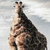 A giraffe stands against a cloudy sky background with subtle animation changes across frames.