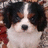 Pixelated dog face with black, white, and brown fur on left; cyan text "I Love My Dog Carley" on black background right.