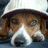 Pixelated image of a dog wearing a white hard hat against a purple background with the text 'trolx' in light pink letters.