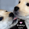 A four- shows two light-colored puppies interacting, with text and heart symbols changing