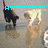 Animated sequence showing two dogs on a reflective surface with changing text overlays.