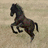 Four horse images arranged in a : black horse rearing, light brown horse head, brown horse lying down, and text 'Horses!' on black background