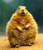 Static pixelated image of a brown and tan groundhog standing upright on a light yellow surface against a dark green background.