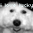 Pixelated grayscale image of a dog's face with text above it reading 'i love lucky' in lowercase letters.