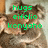 Animated image of a koala with green text overlays changing across frames.