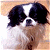 A 50x50 pixel animated buddy icon featuring a dog on the left and green text on the right, displayed as a contact sheet with two frames.
