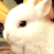 A 2x2 contact sheet of a pixelated animated bunny icon with two frames showing the bunny's head and one frame displaying text on a blue background.
