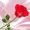 Red flower with green stem and leaves against pinkish-white background, showing slight rotation