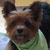 A small dog with brown fur and a green scarf appears in four showing slight variations in head position