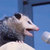 Pixelated image of a small mammal with grayish-brown fur, black eyes, and a pink nose, positioned against a blue background with dark structural elements.