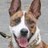 Pixelated close-up of a dog's face with upright ears, white muzzle, brown patches, and a dark nose against a light background.