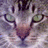 A static image with a pixelated cat face on the left and text elements on a bright pink background.