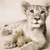 Animals icons for AIM, MSN, MySpace and Yahoo
