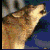 Pixelated close-up of a light brown and white animal head with dark eyes and nose, set against a blue and green background.
