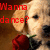 A dog with a rose in its mouth appears in four with varying text colors and background elements