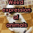 Four animal images arranged in a with overlaid text: top-left dog, top-right dog, bottom-left cat, bottom-right horse
