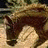 A horse's head in profile on a sandy background with text 'Live to Ride...' and 'Ride to Live...' displayed in cursive script.