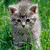 Four distinct cat images arranged in a , each with unique fur patterns and backgrounds