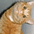 A light brown tabby cat with darker stripes appears in a of four , each showing slight variations in head position against a gray background