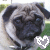 Pixelated close-up of a pug's face with dark ears and muzzle, set against blurred green background, featuring white heart outline in bottom-right corner.