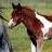 Pixelated static image of a horse with brown and white coloring in an outdoor setting, rendered at low resolution with visible dithering and color blending.
