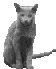Gray cat icon with varying tail positions and ear angles across three of four identical copies each