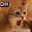 A four- shows a brown cat with wide eyes and open mouth, each displaying different text overlays