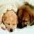 A static pixelated image shows a light brown dog lying down with its head resting on the ground, eyes closed and mouth slightly open.