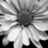 Black-and-white pixelated image of a flower with radiating petals and dark center, set against light background.