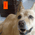A static image of a dog with text elements arranged around it, featuring colored blocks spelling out 'I LOVE THIS DOG' in vertical and horizontal orientations.