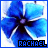 A 48x48 pixel animated buddy icon featuring a blue flower with white highlights and purple center, displayed in two sequential frames showing slight animation changes beneath the name "RACHAEL".