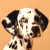 Pixelated close-up of a dog's face with black and white patches on an orange background, appearing as a static buddy icon.