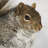 A pixelated squirrel image with yellow and gray background containing pink text