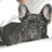 Two side-by-side frames of a pixelated dog icon with large ears and blue eyes, displayed on a gray transparency background.