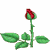 A red rose bud opens into a fully bloomed flower across three , each with green leaves and thorny stem on white background