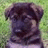 Pixelated puppy image with green and gray background containing text "i luv.." and "PUPPIES!!"