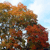 A static pixelated image shows a tree with autumn-colored foliage against a light blue sky background.