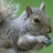 Pixelated squirrel image with green background and purple text reading 'OH MY GOD!!!' and 'ITS A.... SQUIRREL!'