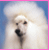 A pixelated image of a white dog with fluffy fur and dark eyes, next to pink text reading "MEOW" on a white background.