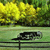 Pixelated static image shows a black and white cat lying on a green surface with yellow and green foliage in the background.
