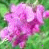 pink flowers with green foliage and small purple heart shapes scattered across the image